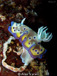 chromodoris kuniei's eggs by Alex Varani 